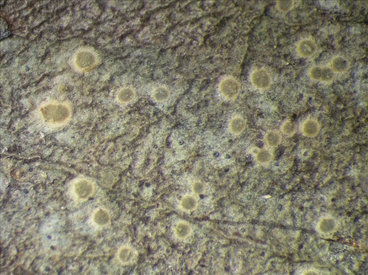 Byssoloma leucoblepharum from Netherlands Antilles, Sint  Eustatius Habitus. leg. Sipman  14923. Image width = 4 mm.