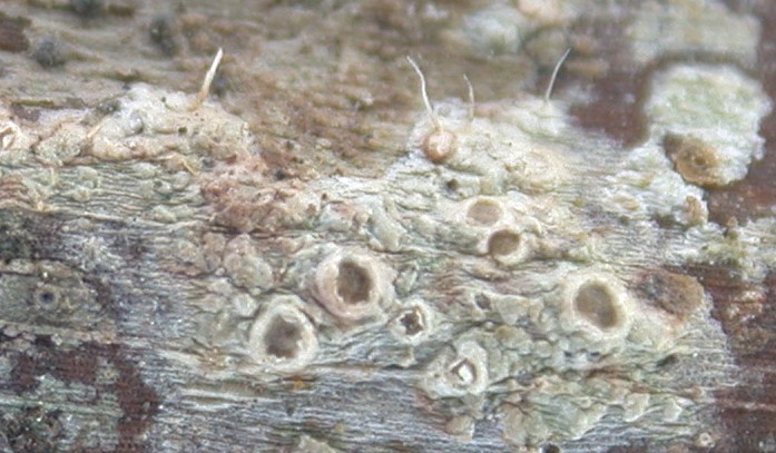 Calenia monospora from Taiwan (ABL)