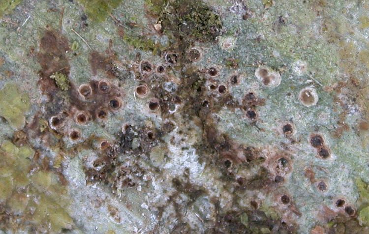 Calenia thelotremella from China, Yunnan (ABL)