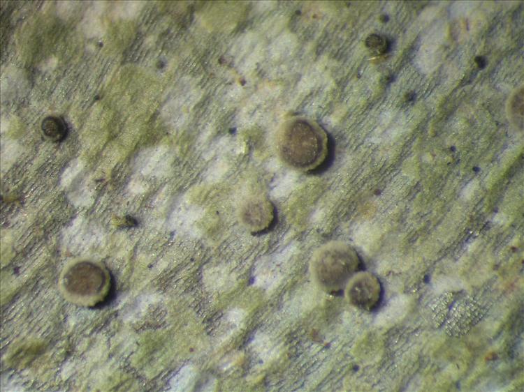 Calopadia foliicola from Netherlands Antilles, Saba Habitus. leg. Sipman  55008. Image width = 4 mm.