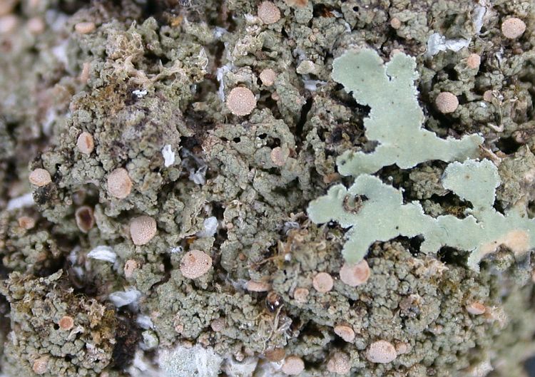 Calopadia pruinosa from Ecuador, Galápagos 