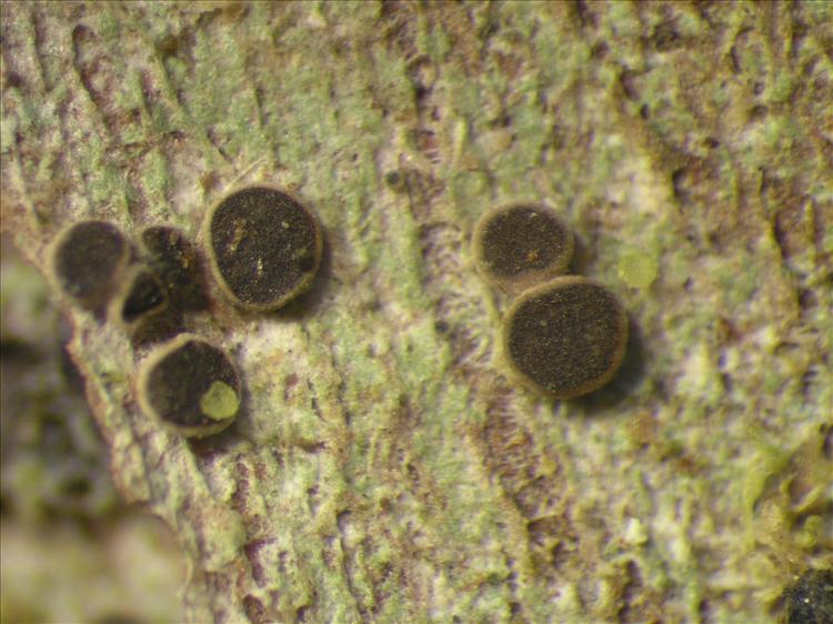 Calopadia puiggarii from Netherlands Antilles, Saba Habitus. leg. Sipman  54823. Image width = 4 mm.