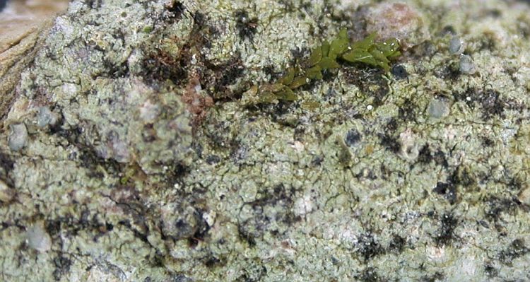 Calopadia subcaerulescens from Ecuador, Galápagos 