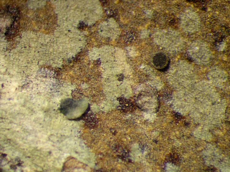 Calopadia subcoerulescens from Singapore Habitus. leg. Sipman 46186. Image width = 4 mm.