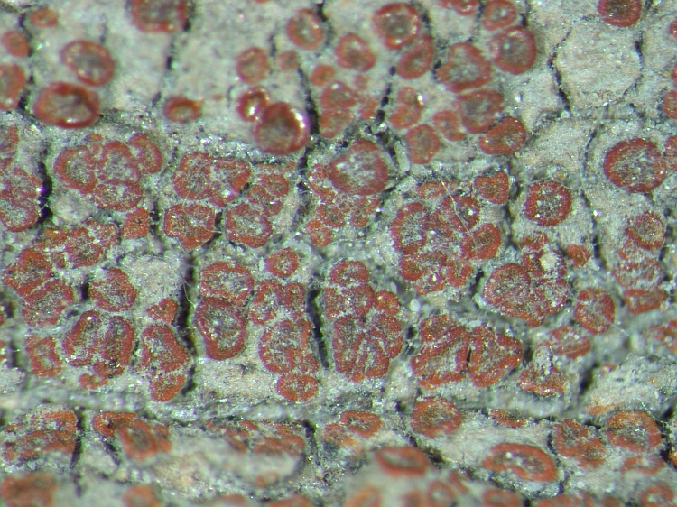 Caloplaca arenaria from NE Pakistan leg. S.Iqbal 326; herb. LAH