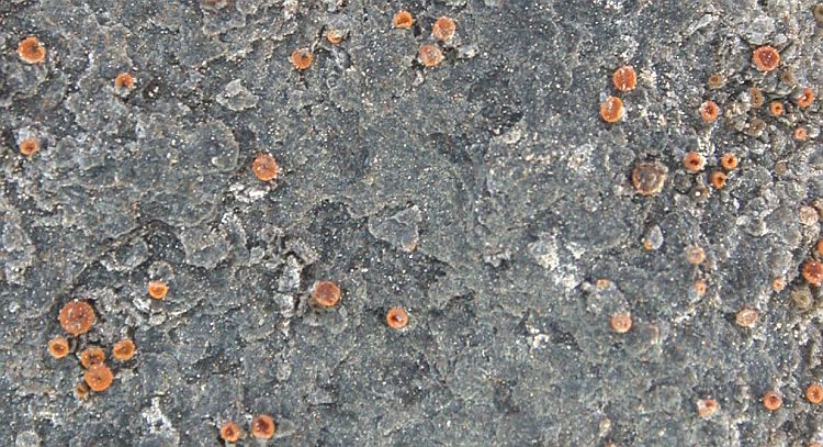 Caloplaca arenaria from Taiwan (ABL)
