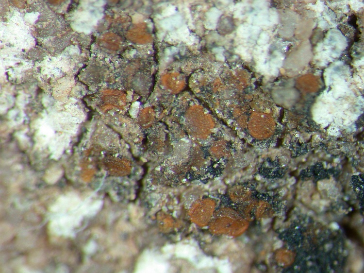 Caloplaca castellana from NE Pakistan leg. S.Iqbal 65; herb. LAH