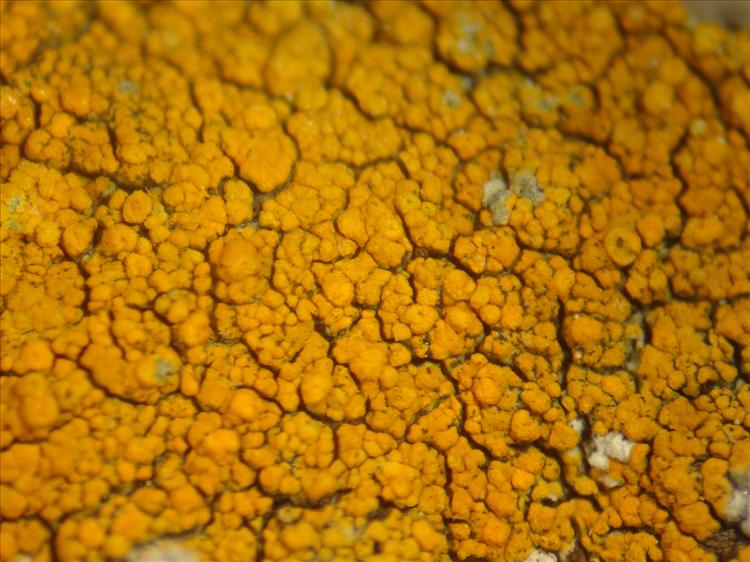 Caloplaca citrina from Colombia, isla Malpelo 