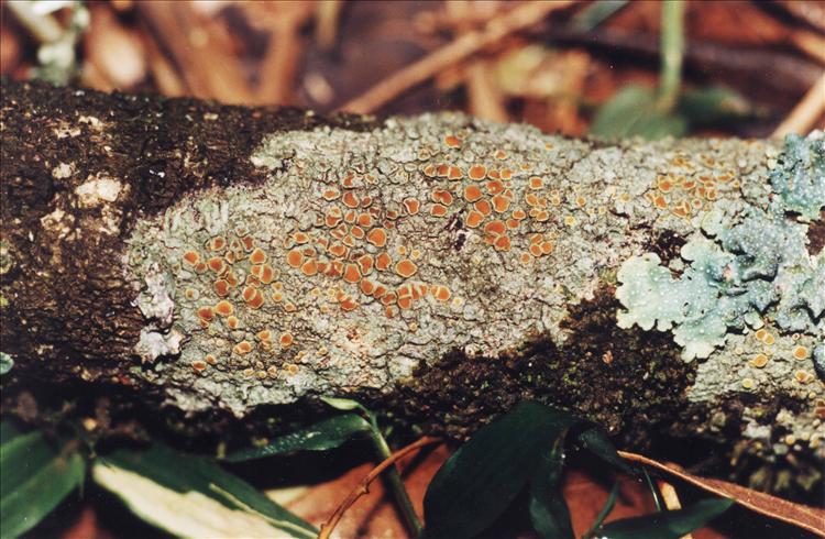 Caloplaca crocea from Brazil, Rio Grande do Sul 