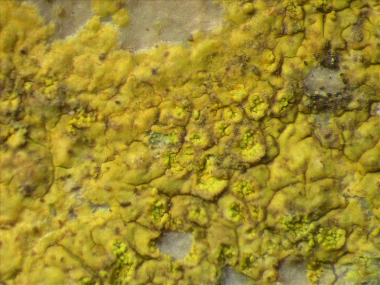 Caloplaca cupulifera from Netherlands Antilles, Sint  Maarten Habitus. leg. B. Buck 50947. Image width = 4 mm.