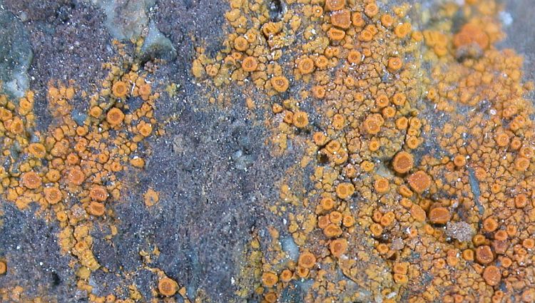 Caloplaca dalmatica from China, Yunnan (ABL)
