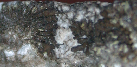 Caloplaca demissa from China, Yunnan (ABL)