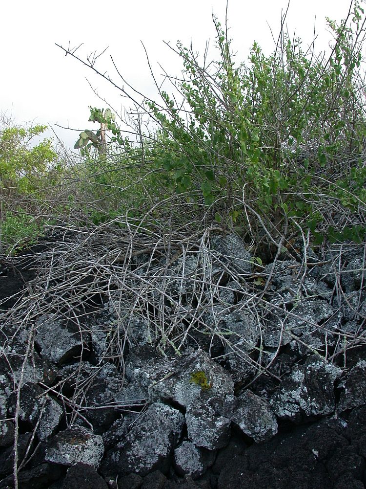 Caloplaca diplacia from Ecuador, Galápagos, around CDRS 
