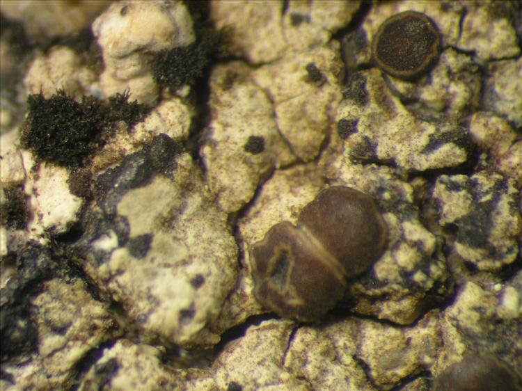 Caloplaca diplacia from Netherlands Antilles, Saba Habitus. leg. Sipman  15251. Image width = 4 mm.