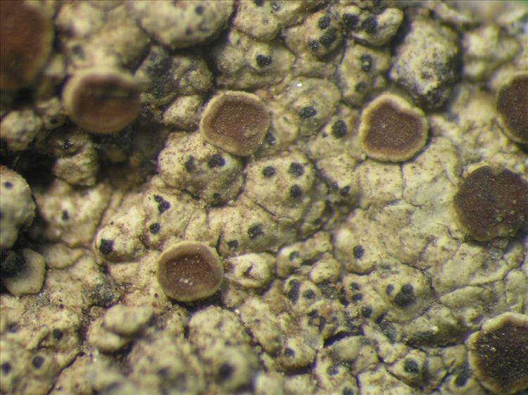Caloplaca diplacia from Netherlands Antilles, Saba Habitus. leg. Sipman  15333. Image width = 4 mm.
