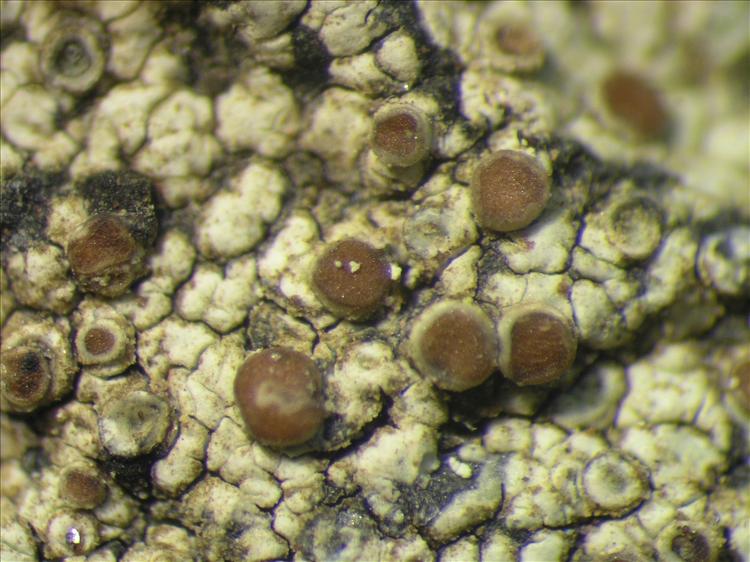 Caloplaca diplacia from Netherlands Antilles, Saba Habitus. leg. B. Buck 50893. Image width = 4 mm.