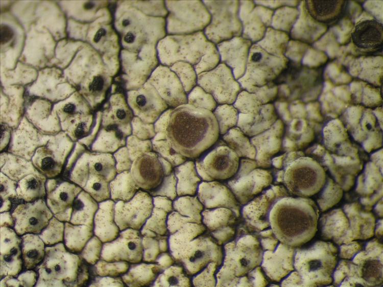 Caloplaca diplacia from Netherlands Antilles, Sint  Maarten Habitus. leg. B. Buck 50960. Image width = 4 mm.
