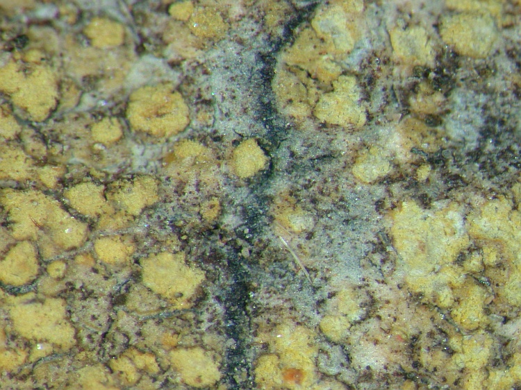 Caloplaca flavovirescens from NE Pakistan leg. S.Iqbal 113; herb. LAH; sorediate