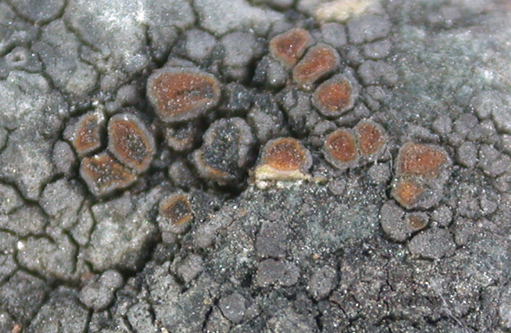 Caloplaca isabellina from China, Yunnan (ABL)