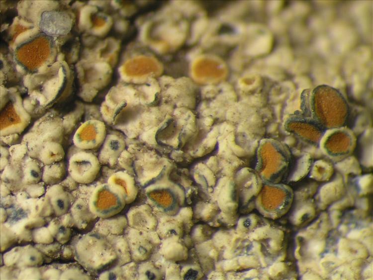Caloplaca leptozona from Netherlands Antilles, Saba Habitus. leg. Sipman  15341. Image width = 4 mm.
