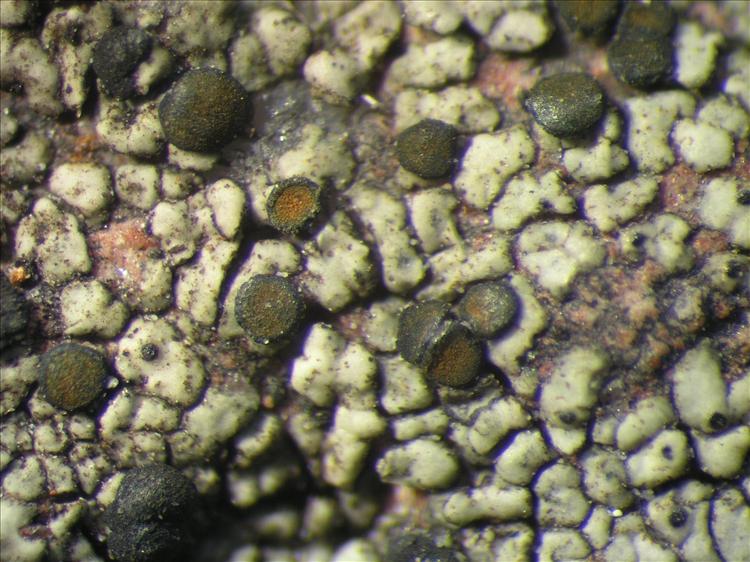 Caloplaca leptozona from Netherlands Antilles, Saba Habitus. leg. Sipman  54801a. Image width = 4 mm.