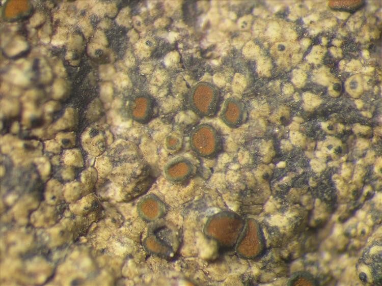Caloplaca leptozona from Netherlands Antilles, Saba Habitus. leg. Sipman  15338. Image width = 4 mm.