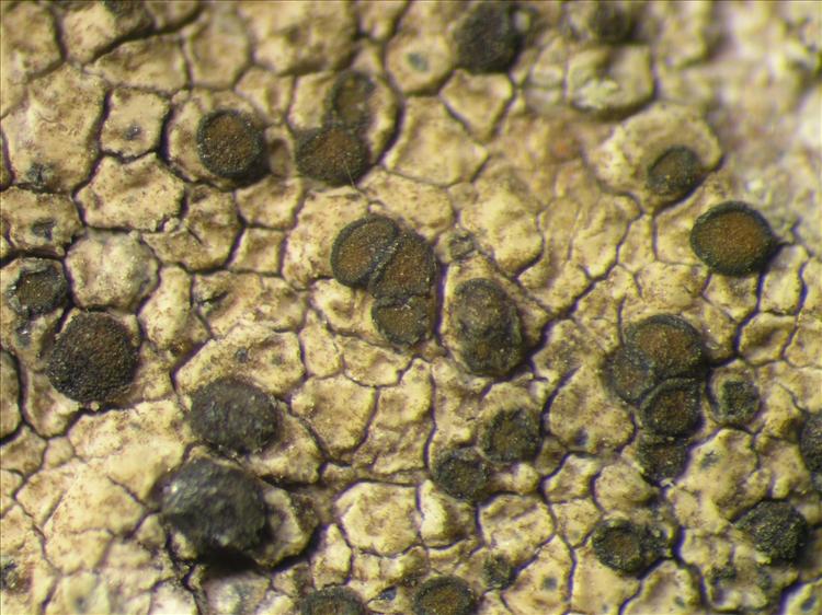 Caloplaca leptozona from Netherlands Antilles, Saba Habitus. leg. Sipman  15335. Image width = 4 mm.