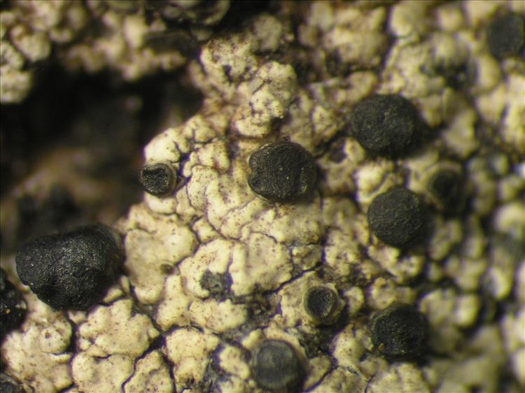 Caloplaca leptozona from Netherlands Antilles, Sint  Eustatius Habitus. leg. Sipman  15019. Image width = 4 mm.