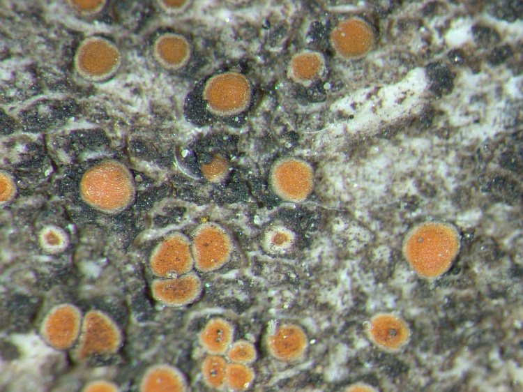 Caloplaca pyracea from NE Pakistan leg. S.Iqbal 33; herb. LAH