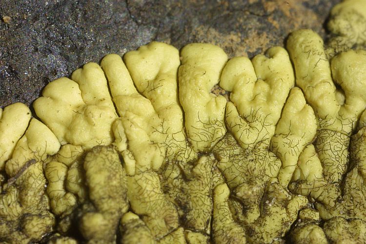 Caloplaca scoriophila from Canary Isles 