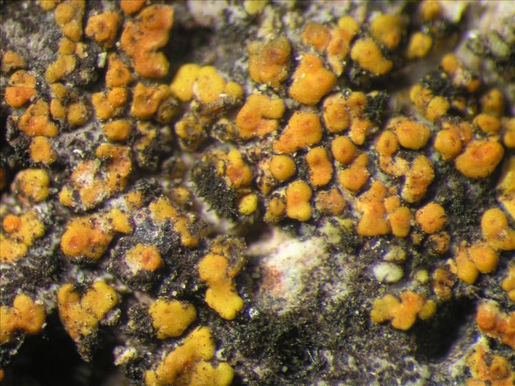 Caloplaca subsoluta from Netherlands Antilles, Saba Habitus. leg. B. Buck 50938. Image width = 4 mm.