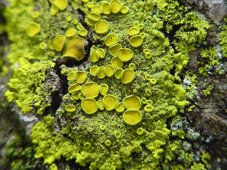 Candelaria fibrosa from Brazil, Curitiba, Paraná 