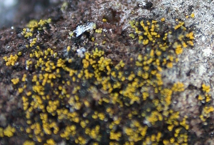 Candelariella corallizoides from Ecuador, Galápagos 