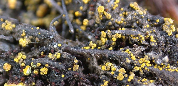 Candelariella grimmiae from Taiwan (ABL)