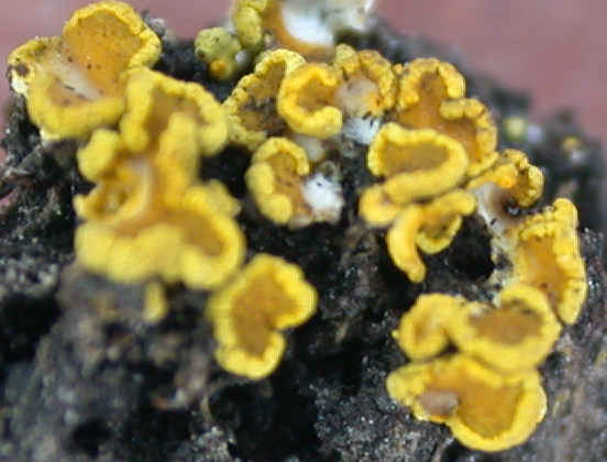 Candelariella himalayana from China, Yunnan (ABL)