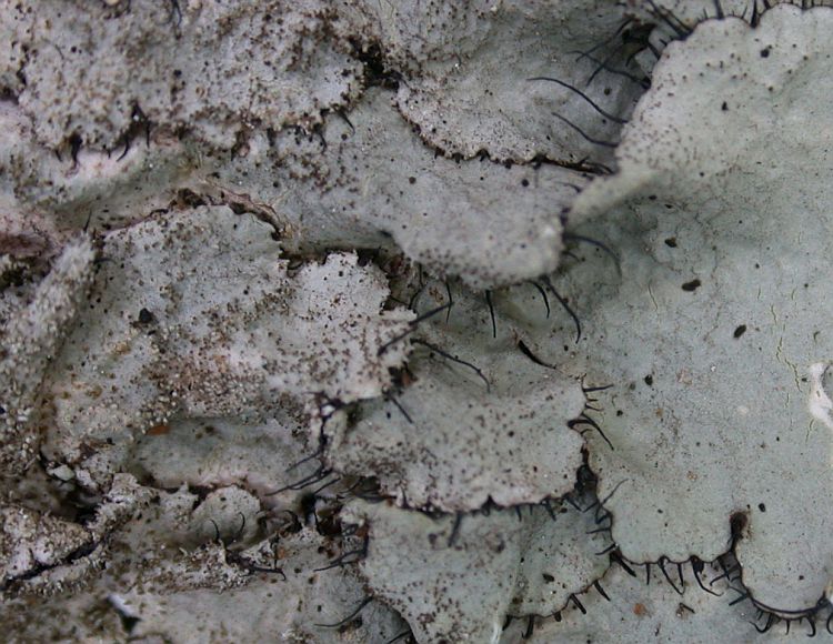 Canomaculina subtinctoria from Taiwan (ABL)