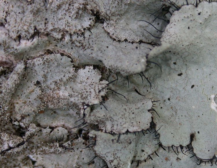 Canomaculina subtinctoria from Taiwan (ABL)