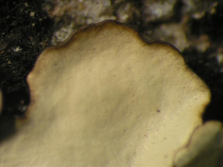 Canoparmelia caribaea from Netherlands Antilles, Saba Habitus. leg. Sipman  15256. Image width = 4 mm.
