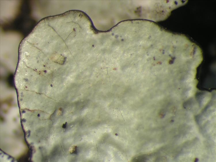 Canoparmelia caribaea from Netherlands Antilles, Saba Habitus. leg. Sipman  54782. Image width = 4 mm.
