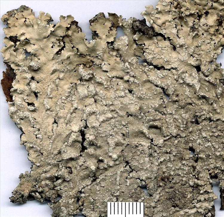 Canoparmelia texana from Brazil, Rio Grande do Sul 