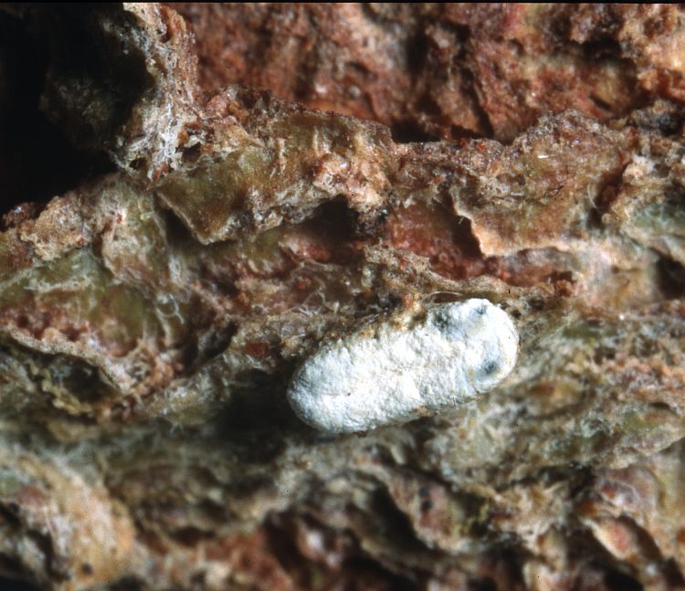 Carbocanthographis hillii from Solomon Islands holotype