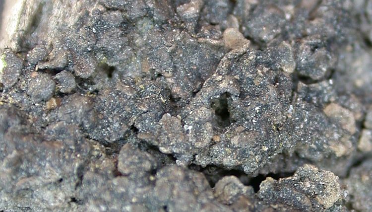 Catapyrenium daedaleum from Taiwan (ABL)