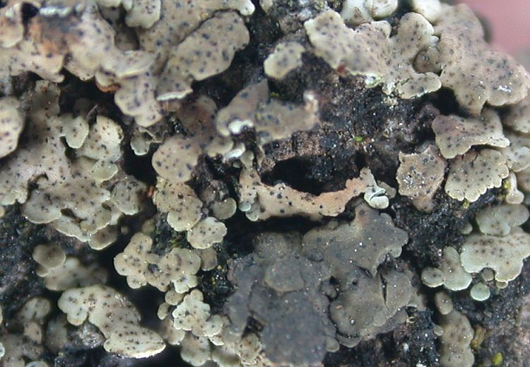 Catapyrenium psoromoides from China, Yunnan (ABL)