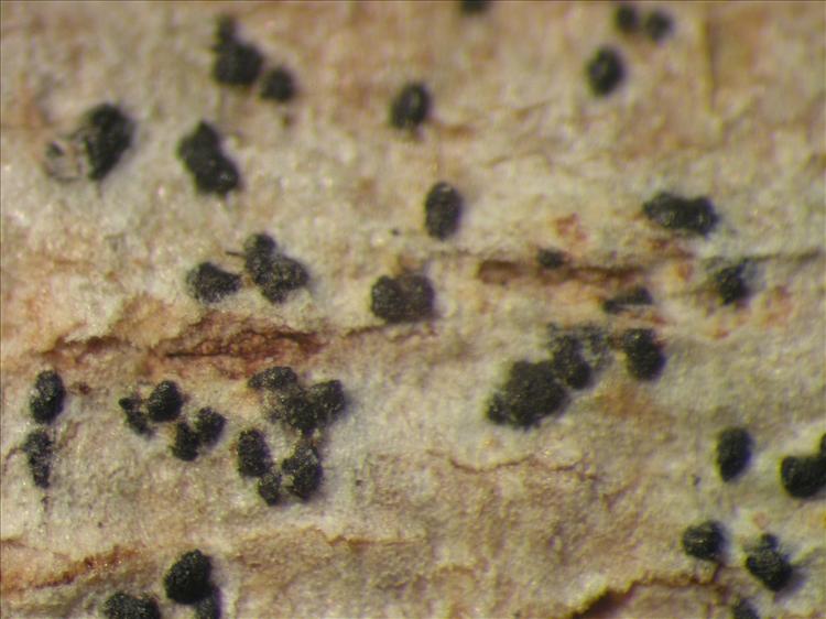 Celothelium dominicanum from Netherlands Antilles, Saba Habitus. leg. Sipman  54822. Image width = 4 mm.