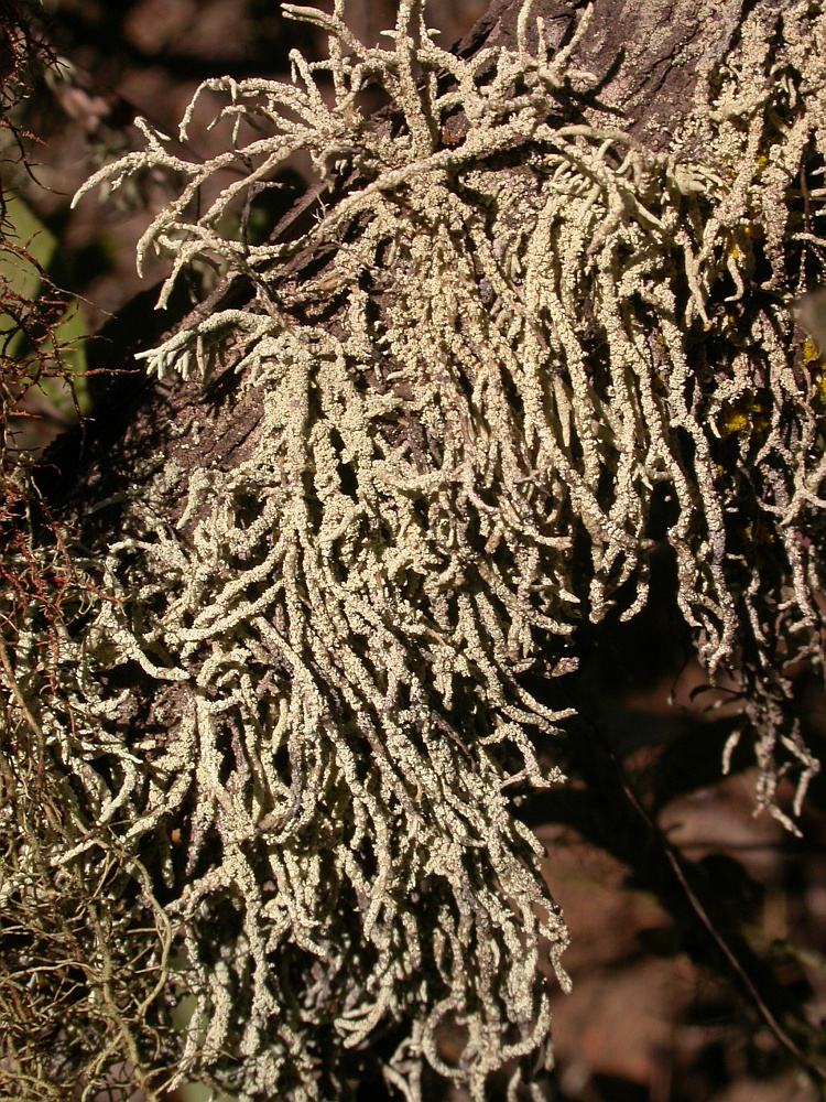 Santessonia cervicornis from Chile 