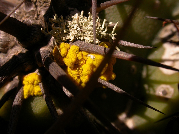 Chrysothrix noli-tangere from Chile 