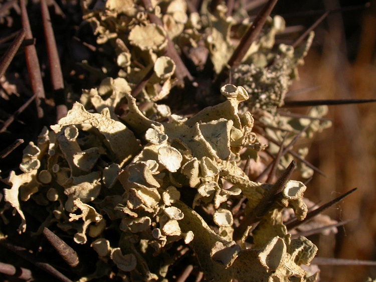 Niebla ceruchis from Chile 