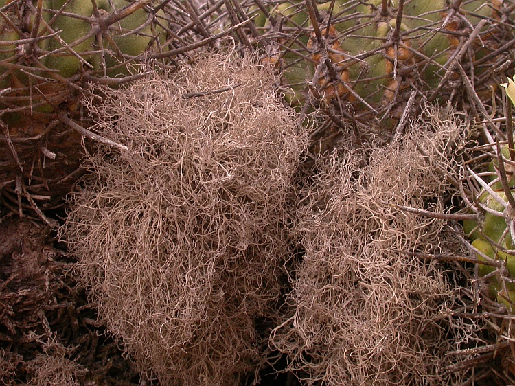 Pentagenella fragillima from Chile 