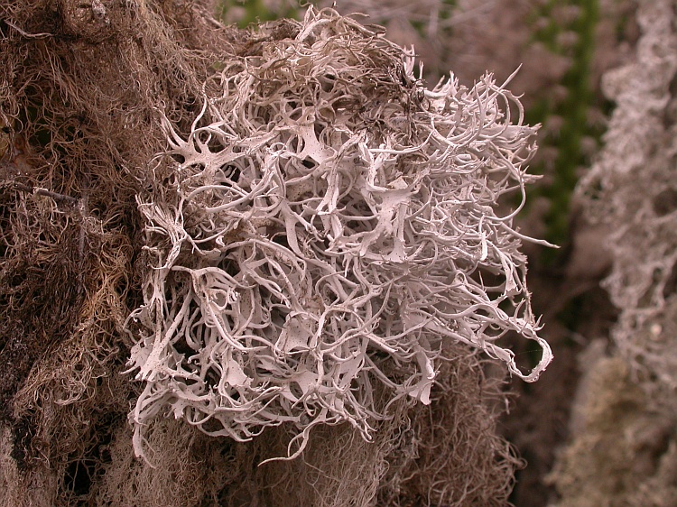 Roccellina portentosa from Chile 