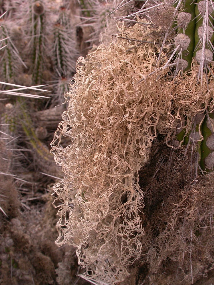 Ingaderia pulcherrima from Chile 